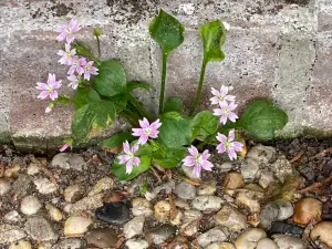 Ina 03 Lastig maar ook mooi